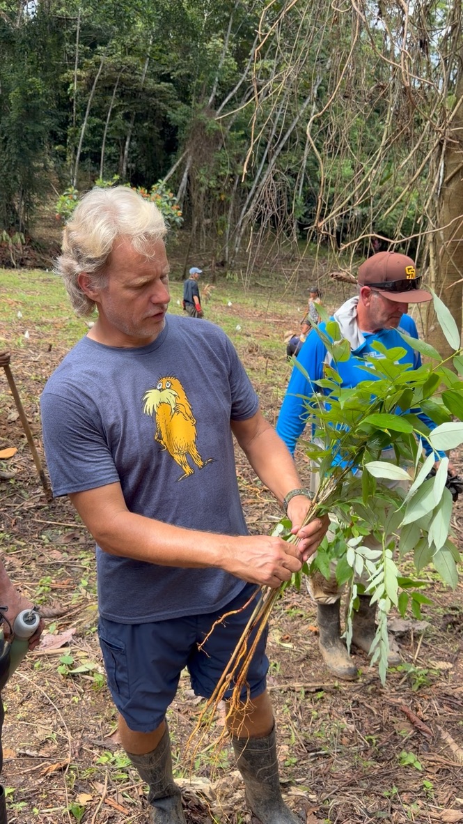 A volunteer holds a bundle of almendro seedlings showing their long roots